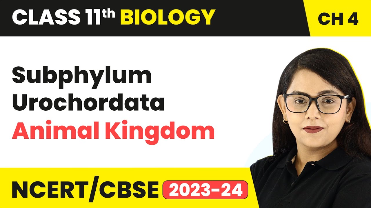 Subphylum Urochordata - Animal Kingdom | Class 11 Biology Chapter 4 | NCERT/CBSE