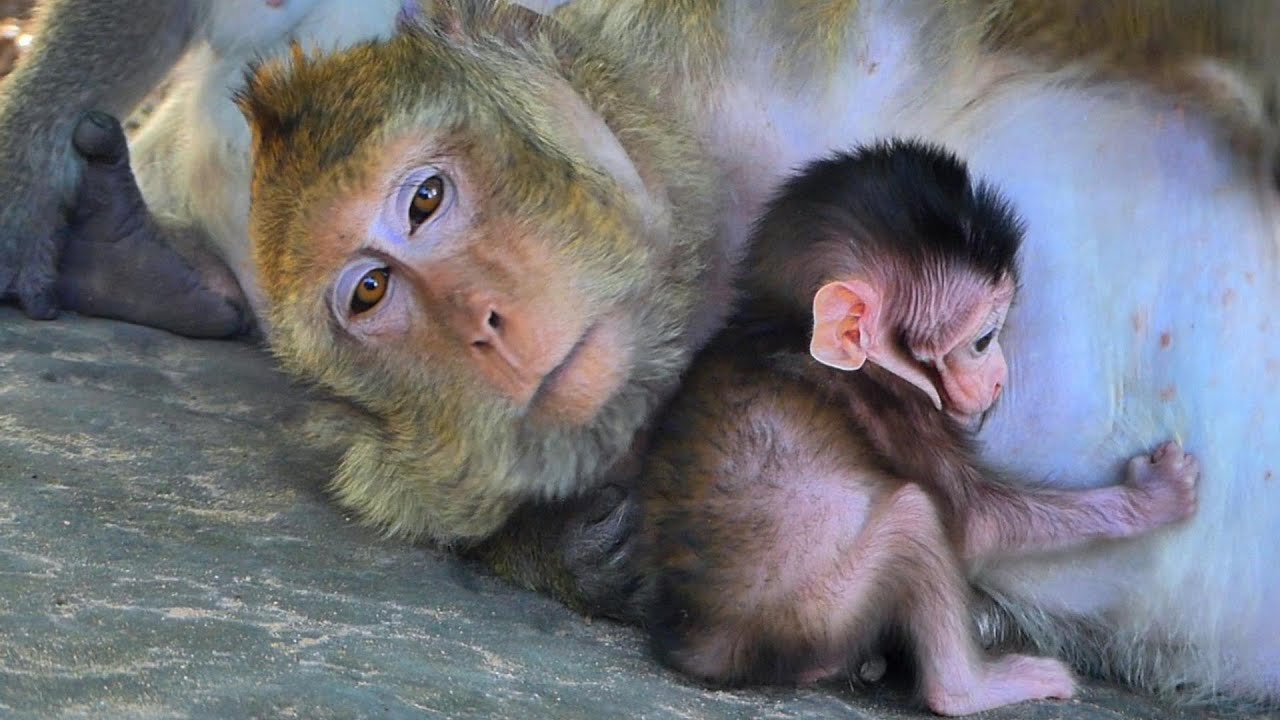 Brinn Gently Nurses Her Tiny Baby Braxton – So Tender 💕🐒, 