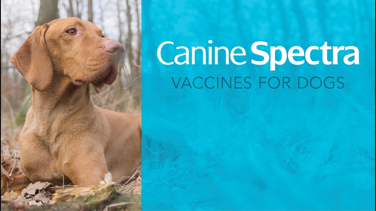 DIY Pet Vaccination: Easy & Affordable Home Protection with Canine Spectra®