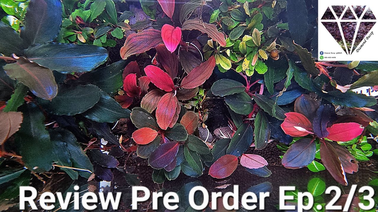 Review Pre order Bucep rare item (รีวิวบูเซป ตัวท้อป)Ep.2 by @diamondbucep