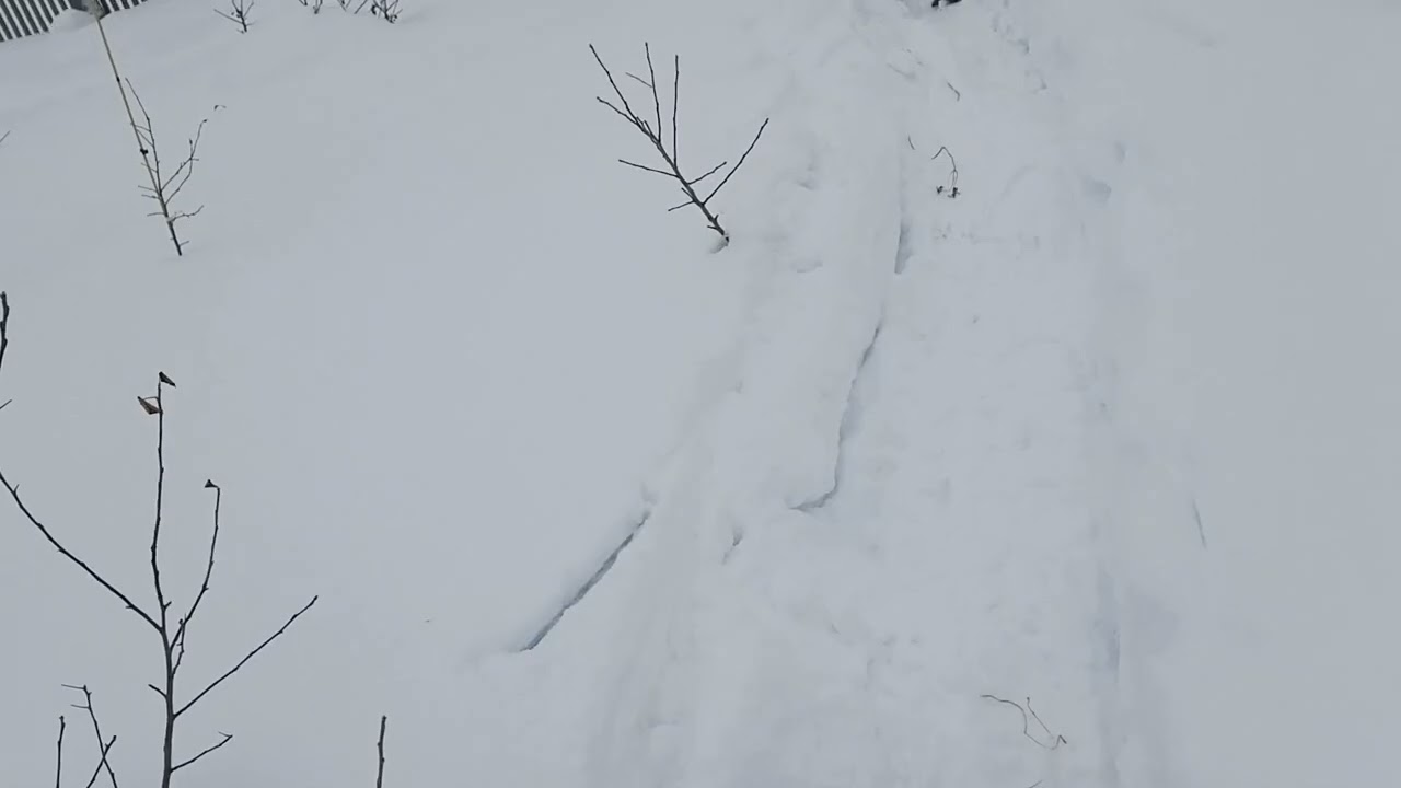 Беседа по предложенной теме  Александра Смотрителя, морозостойкость растений