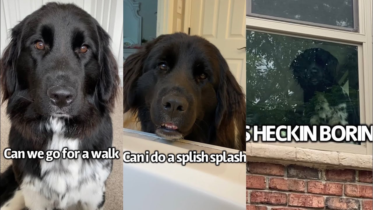Dog Begs to Do Something Fun
