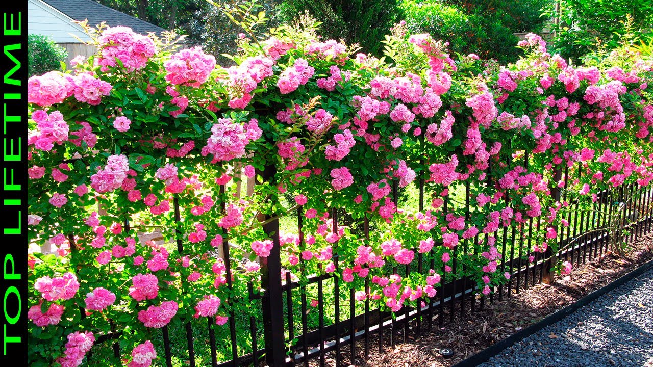 10 Rosas Trepadoras Más Bellas Del Mundo