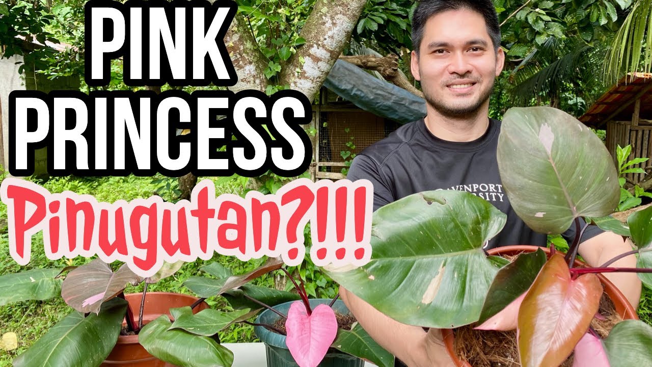 HOW TO PROPAGATE & CARE FOR PHILODENDRON PINK PRINCESS | PINK PRINCESS CARE TIPS AND PROPAGATION