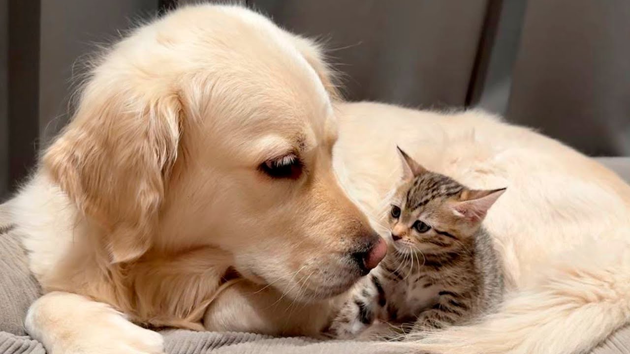 Golden Retriever's Heartwarming Reaction When First Meeting an Abandoned Kitten