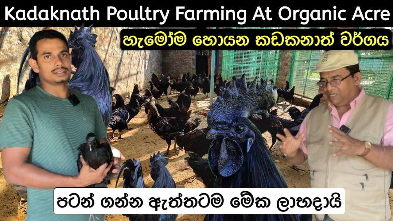 ලංකාවේ දුර්ලභ නියම කඩකනාත් වර්ගය/Kadaknath Poultry Breed In Srilanka 🐣#poultry #animalhusbandry 🐓
