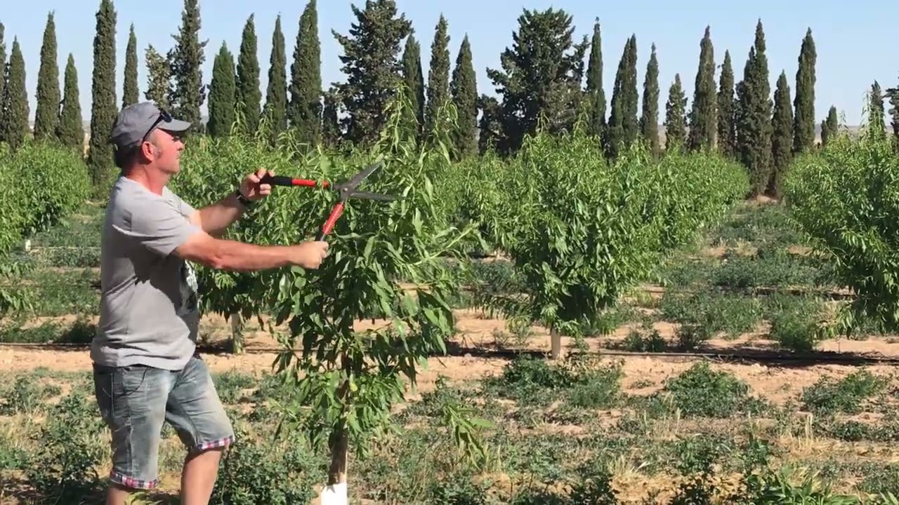 Poda en verde en almendro de regadío, variedad Marinada. 30 de Mayo 2022. (Video 1 de 4)