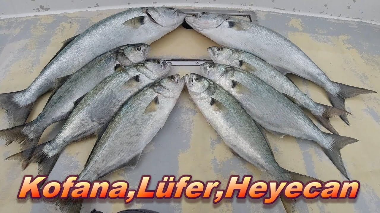 Bodrum canlı yem ile kofana avı