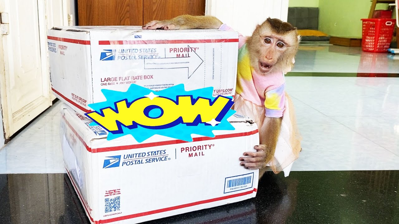 Monkey LyLy was surprised to receive a special gift from Mrs. Heather