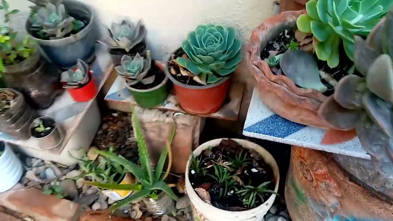 Tour por mi jardín llego la primavera 🌞🌸💐🌹💮🌺❤️