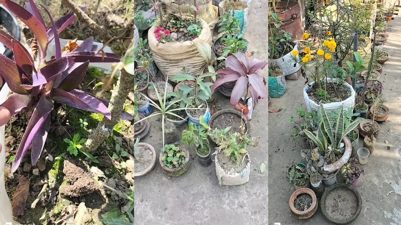 আমার ছাদ বাগানে অনেক রকম গাছ 