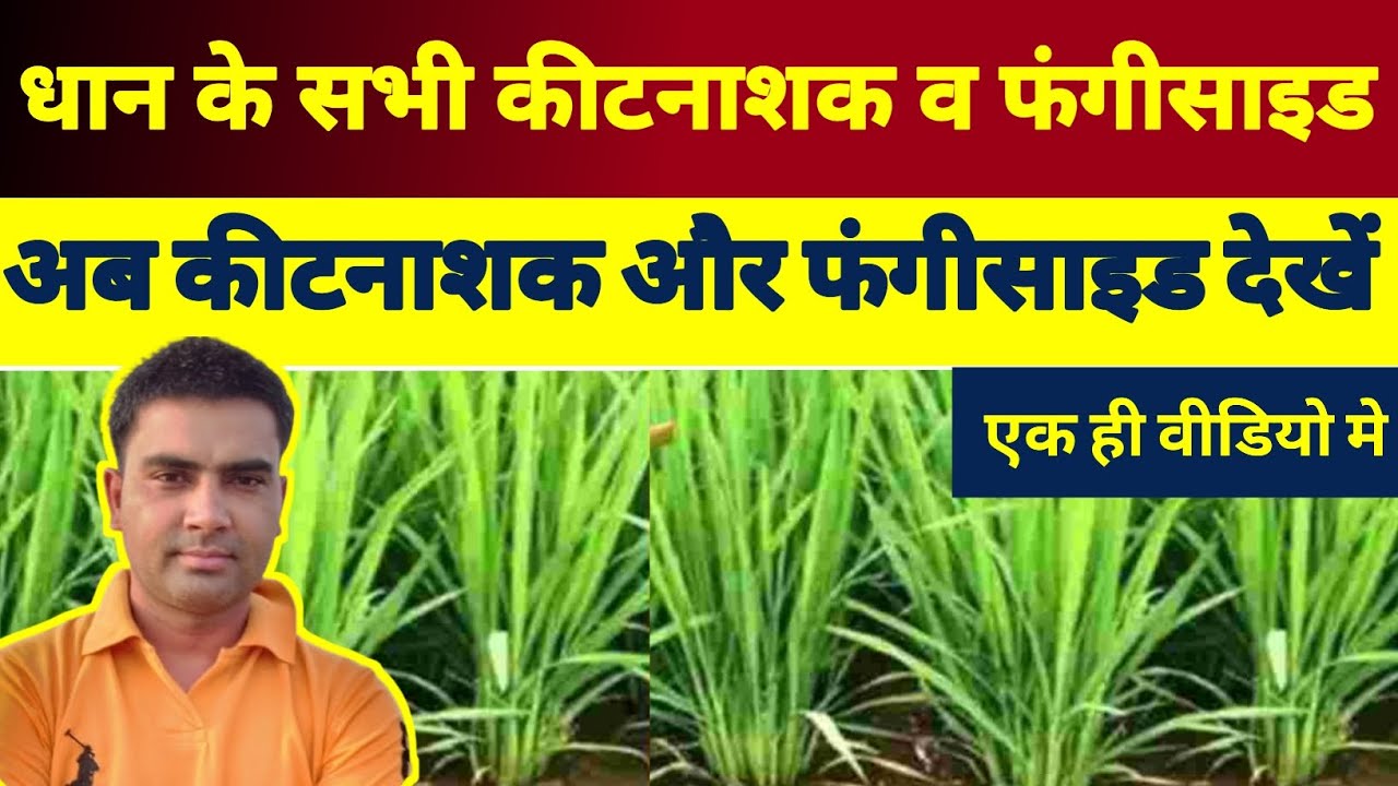 धान मे (कीटनाशक + फंगीसाइड) के चमत्कार ||  fungicides or insecticide in one video ||  paddy -1509