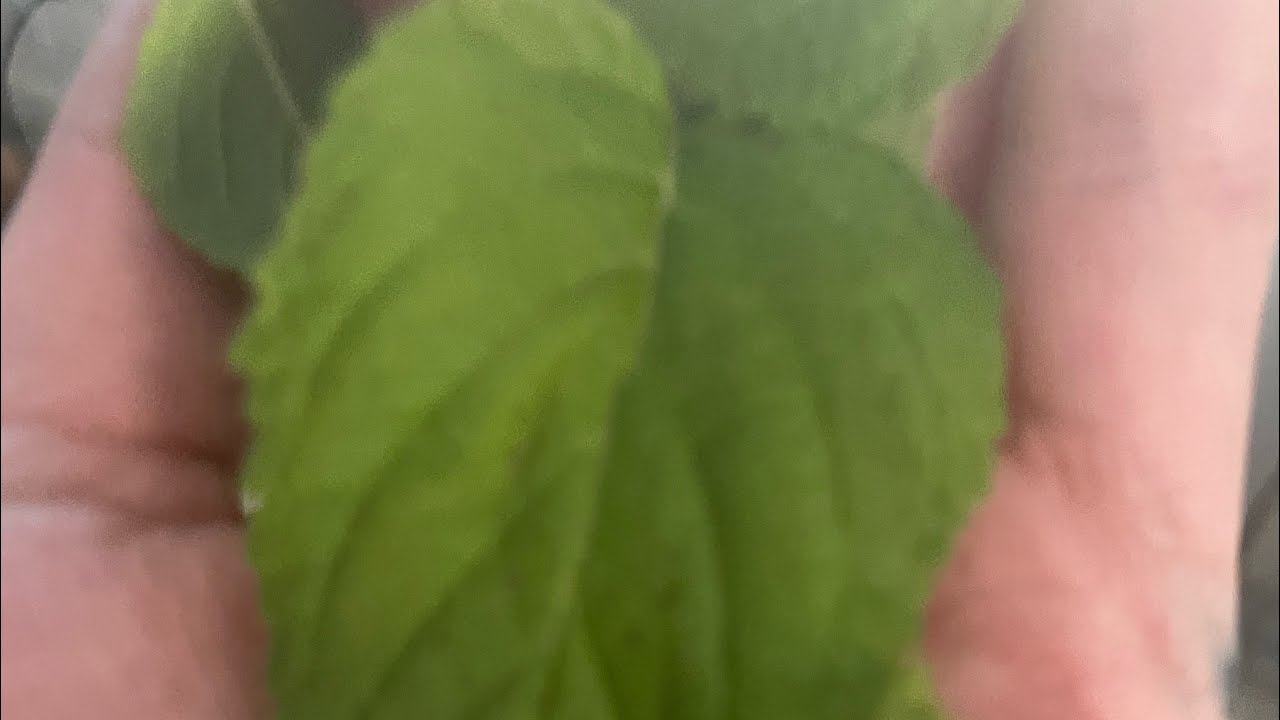 2026 Garden Tour - Feed Your Family for Years Potentially - thousands of seeds on Etsy for dollars 