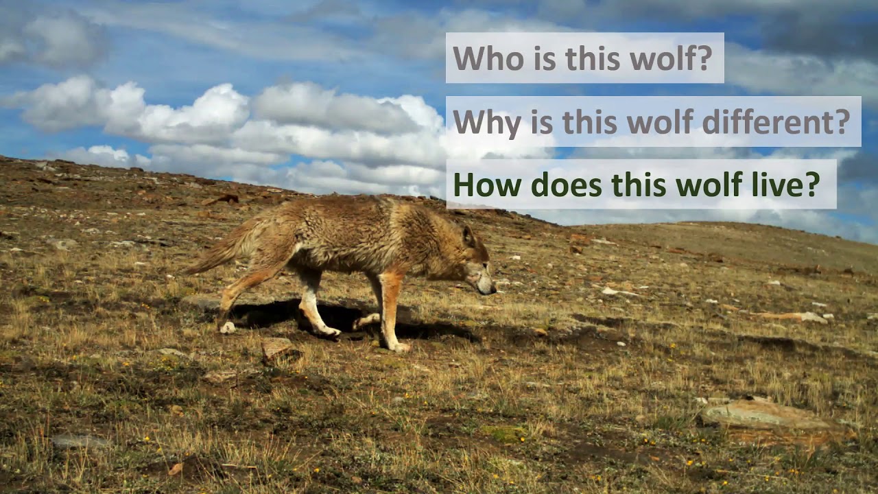 Ecology, Genetic and Conservation of the Himalayan Wolf with Geraldine Werhahn