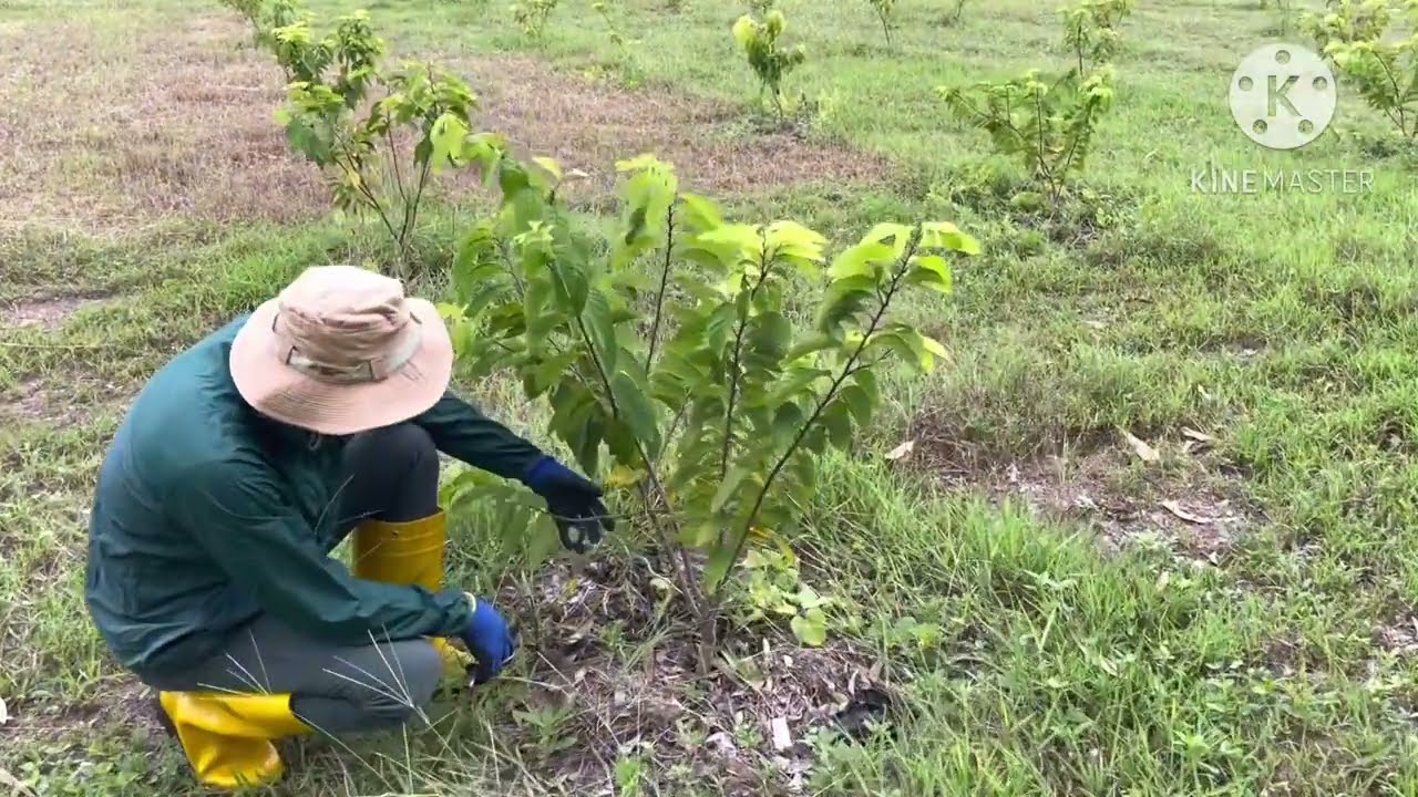 ปลูกน้อยหน่าดินทรายอายุครบ 1 ปี
