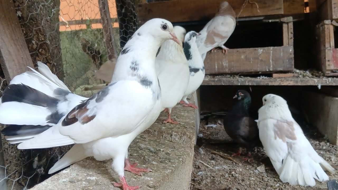 Así están mis palomas colipavas 👌🫰😇