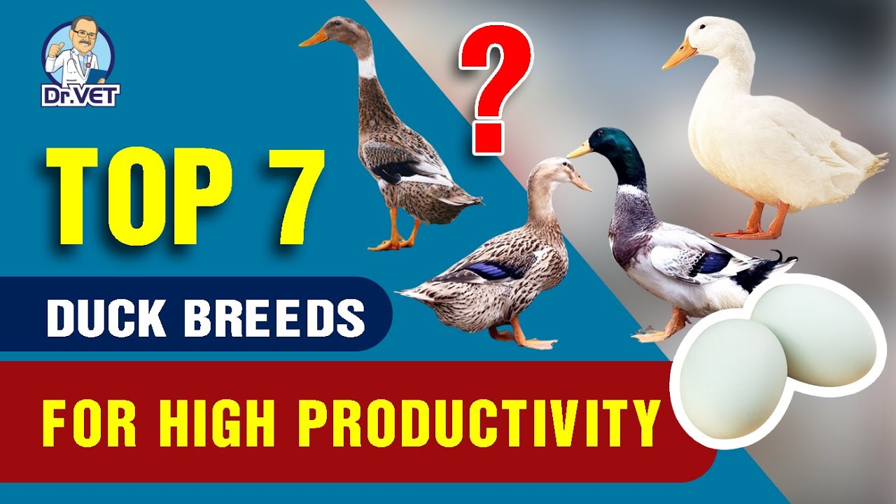 Top 7 duck breeds for high productivity | Dr.Vet