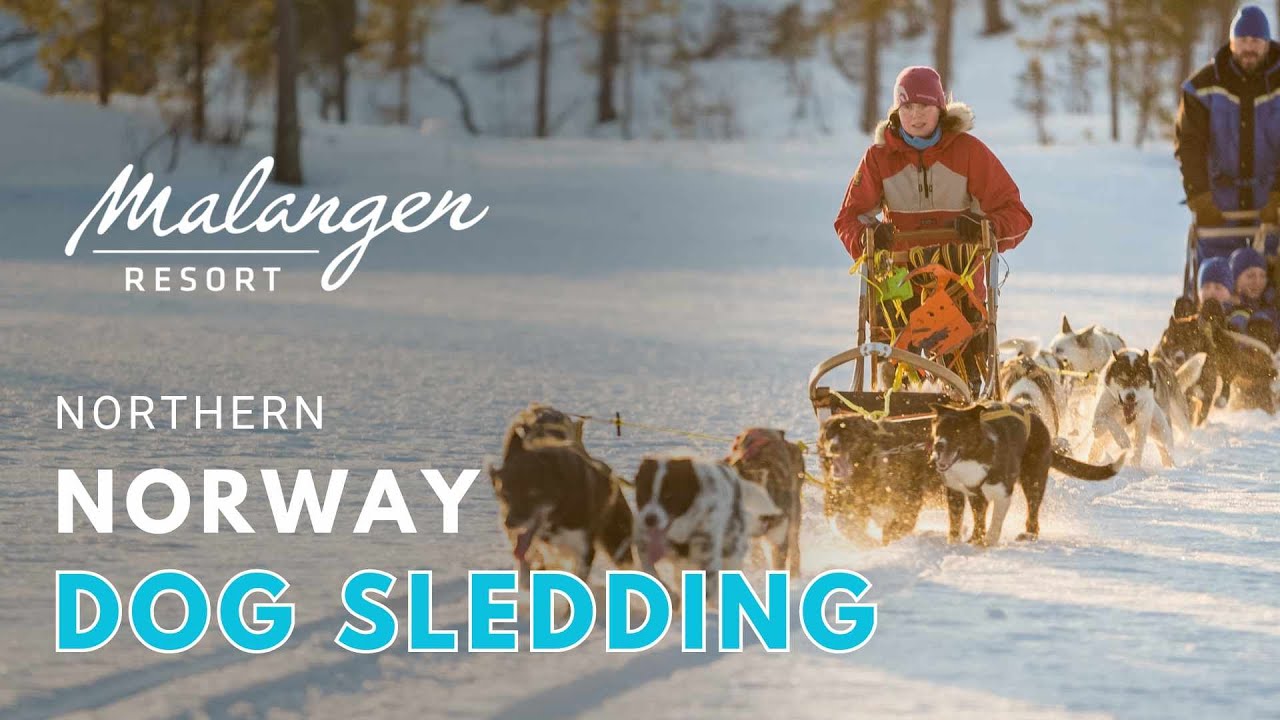 Wild Adventures: Dog sledding in Malangen Wilderness Camp