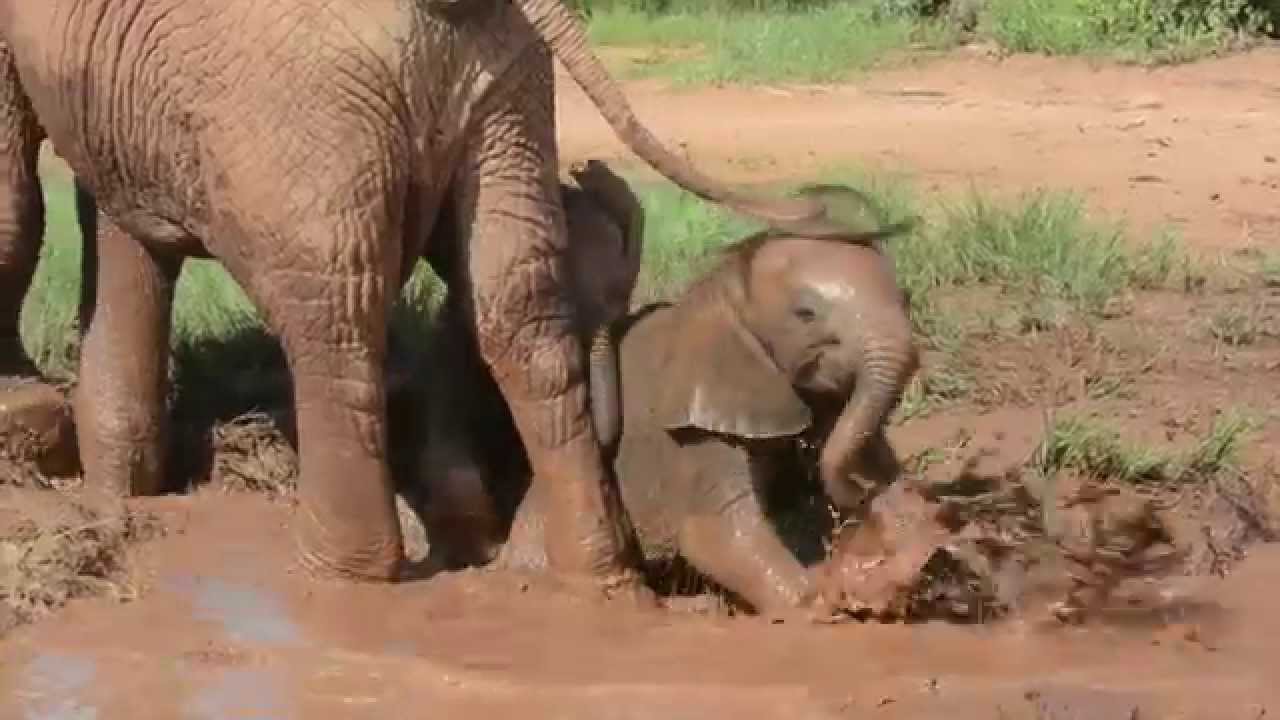 Baby Elephants Play in the Mud