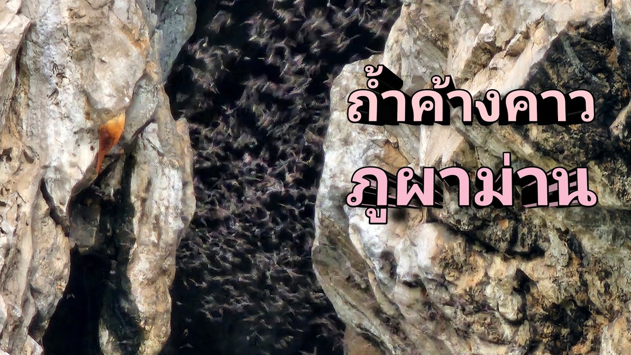 (4k) #ถ้ำค้างคาว#ค้างคาว #บินออกจากถ้ำ#ภูผาม่าน #ขอนแก่น