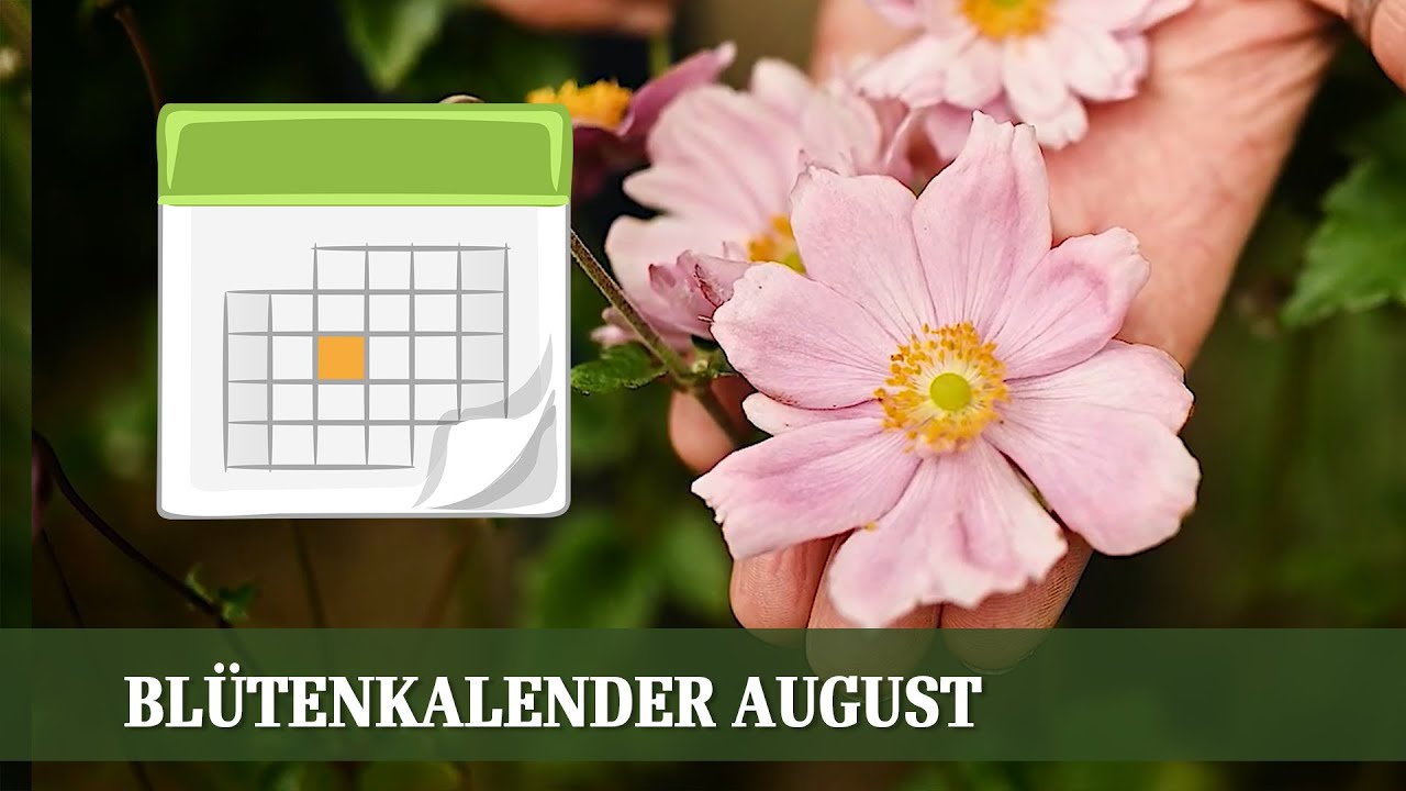 Blütenkalender August - Rudbeckia, Helenium, Skabiose, Herbstanemone, Hortensie