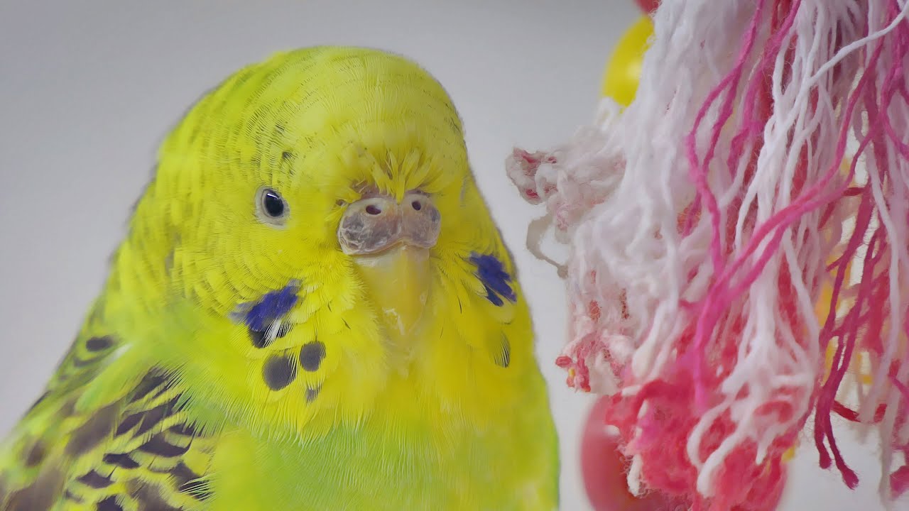 Play this video for lonely Budgies | Parakeet sounds