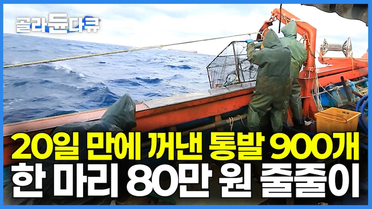 비쌀 때는 한 마리 100만 원 호가하는 괴물급 사이즈 초대형 해산물이 통발 900개 가득 줄줄이!｜비싼 해산물 가득  해물 라면 선상 먹방｜만선 대왕문어잡이｜한국기행｜#골라듄다큐