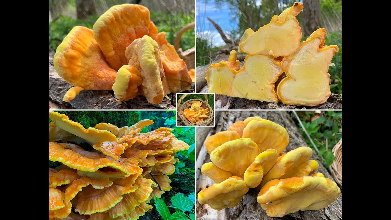 Pilzportrait - Schwefelporling, Laubholzschwefelporling, Chicken of the Woods, Laetiporus sulphureus