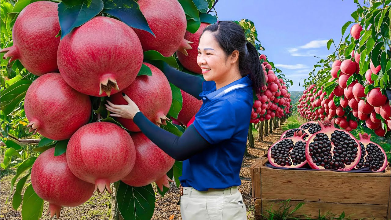 Harvest Giant Monster Pomegranates & Go to Market Sell, A premium Chinese fruit with black seeds