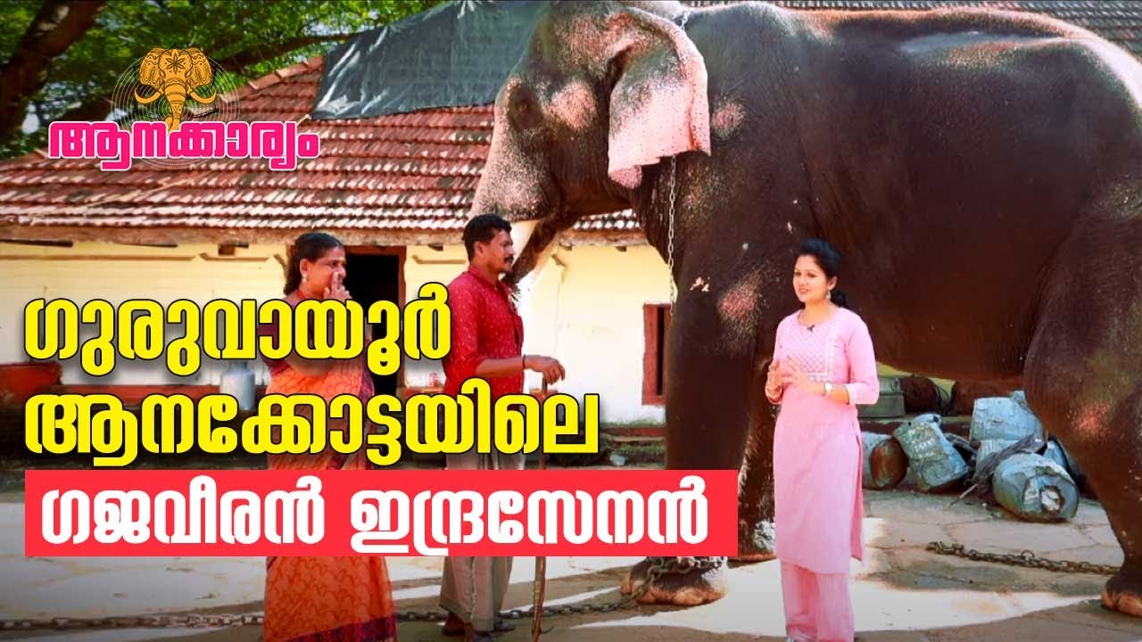 EP 49 | ഗുരുവായൂർ ആനക്കോട്ടയിലെ ഗജവീരൻ ഇന്ദ്രസേനൻ | Elephant Indrasenan | Aanakkaryam