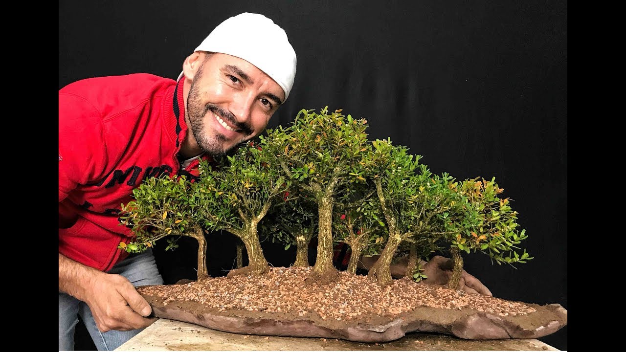 COMO FAZER BONSAI DE FLORESTA | BOSQUE (YOSE UE)🌳