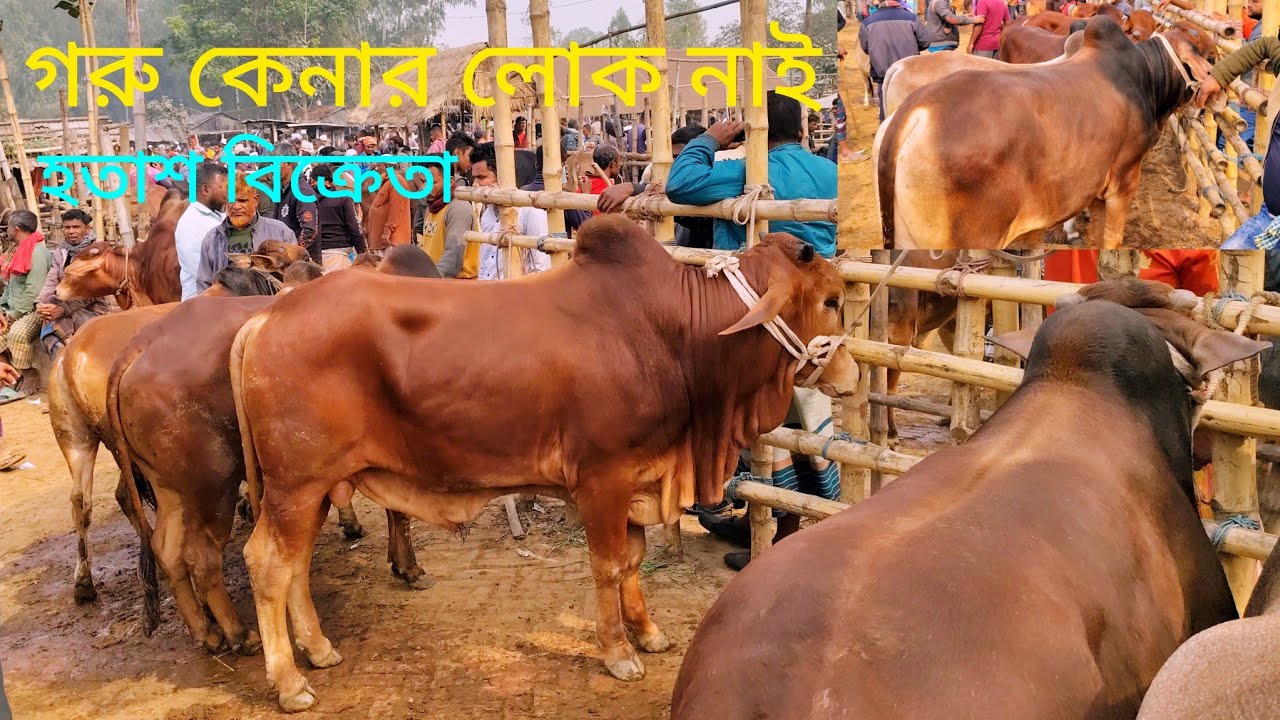 কুরবানী উপযোগী বিশাল ষাঁড় গরুর দাম কেমন || আমবাড়ি হাট দিনাজপুর 