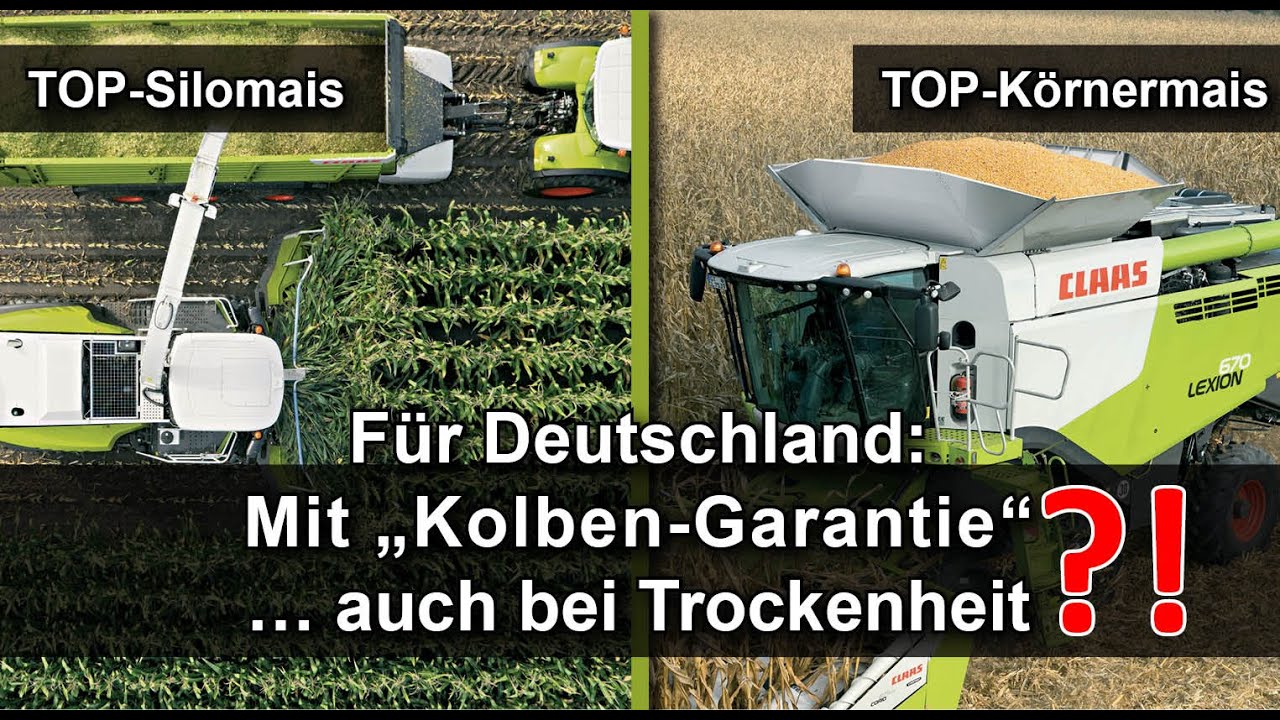Maisernte 2020 - BESTER Silomais | K&ouml;rnermais f&uuml;r Deutschland | Niederlande | Belgien!? PRIVAT