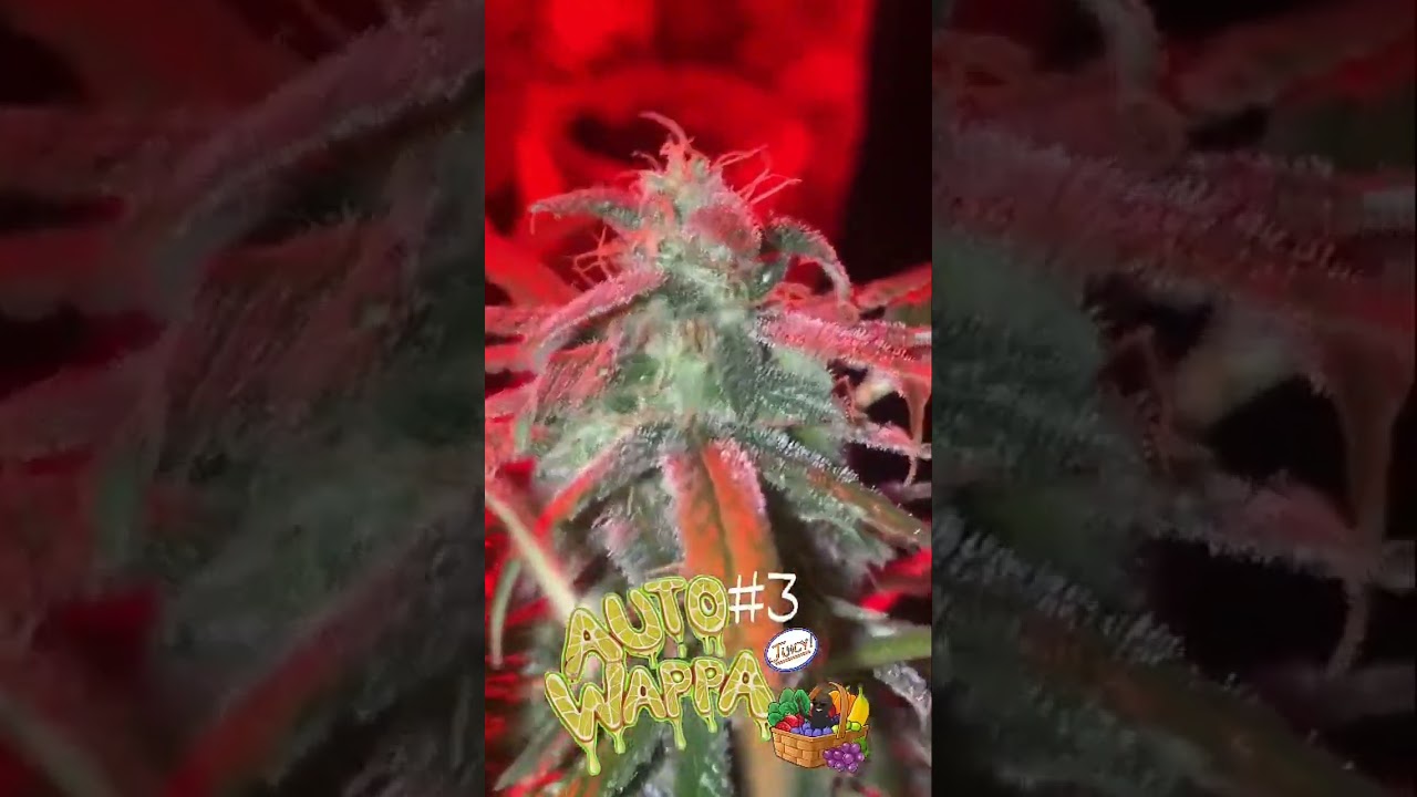 Auto Wappa By Paradise Seeds super sticky super sweet #cannabisfamily #paradiseseeds #flower