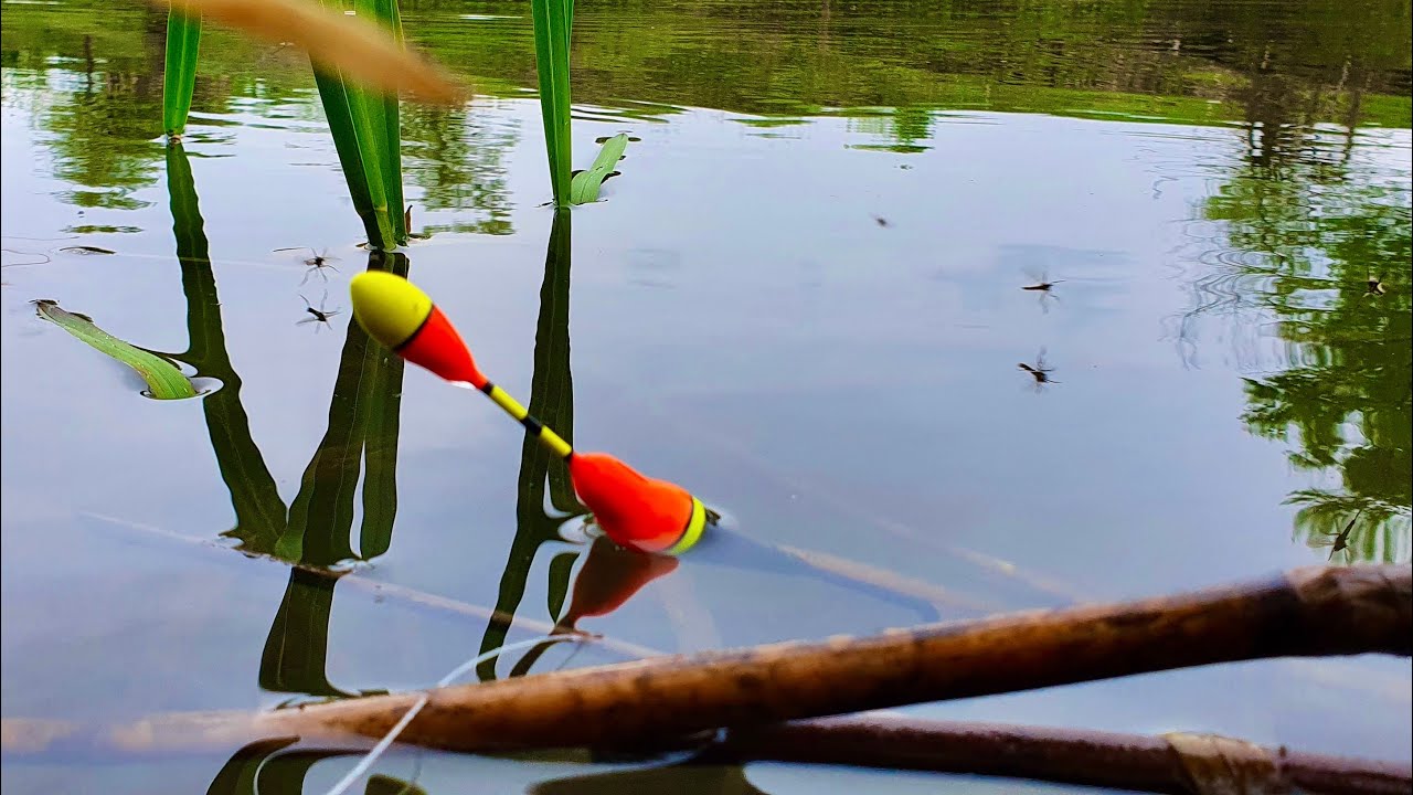 Добавил МОЛОКА В ПРИКОРМ И ПОШЁЛ КРУПНЯК рыбалка на поплавок в мае