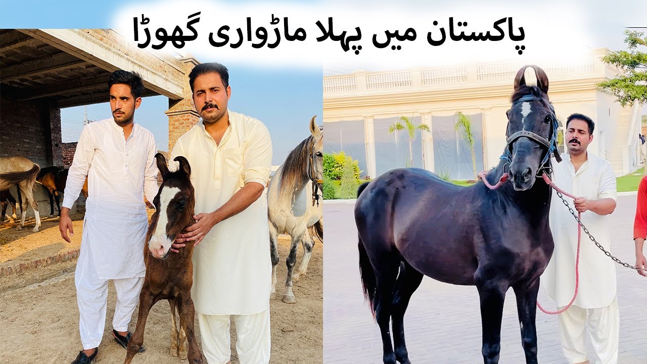 First time in pakistan I introduced you marvari horse\horses/pets vlog/ Marvari horse / Marvari fily