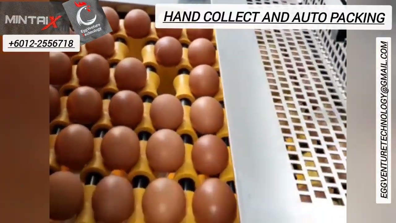 The Official Launch of Mintai X We are pleased to share that Mintai X will be joining the Hatchery.