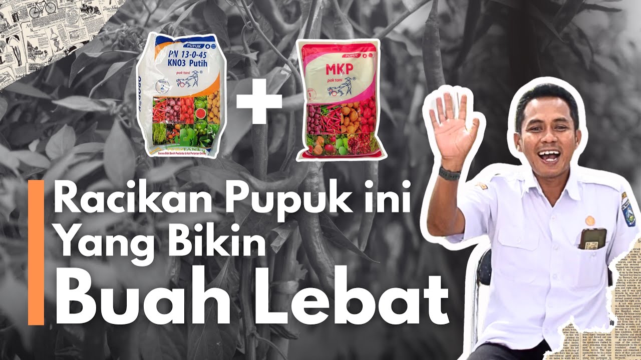 Rahasia Racikan Pupuk KNO3 dan MKP untuk Tanaman Subur Maksimal