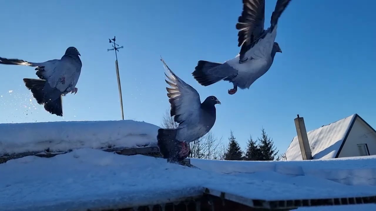 Racing pigeons loft Lithuania 2026-02-15