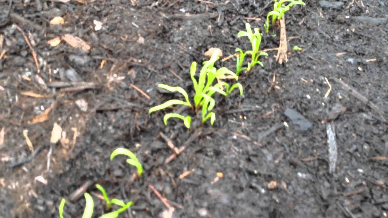 Semer des &eacute;pinards sur compost de d&eacute;chets verts