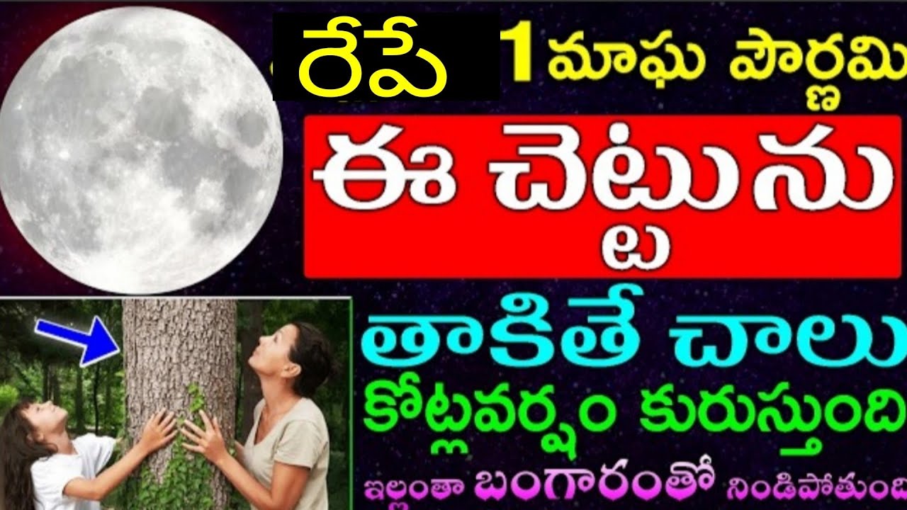 రేపే మాఘ పౌర్ణమి ఈ చెట్టును తాకితే చాలు కోట్ల వర్షం కురుస్తుంది ఇల్లంతా బంగారం తో నిండి పోతుంది