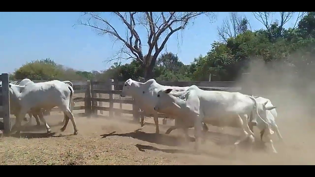 #Pegando Bezerro  para curar. 