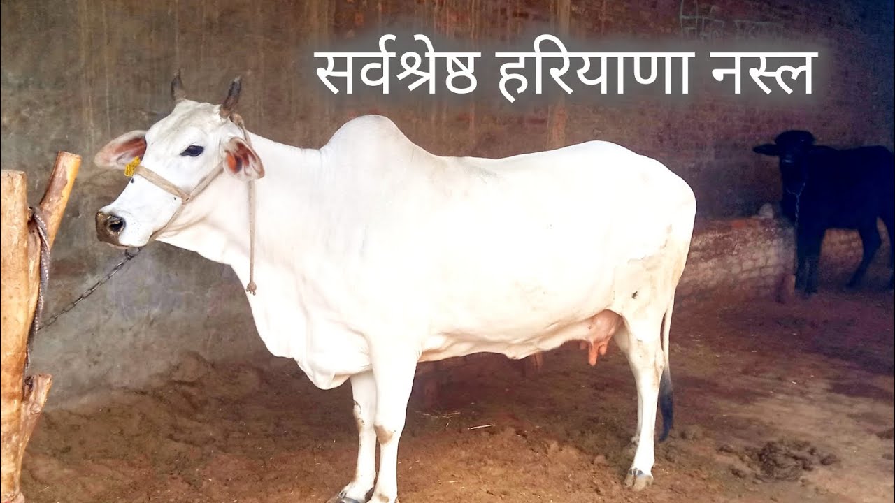 सर्वश्रेष्ठ हरियाणा नस्ल की गाय | 5Star हरियाणा गाय |