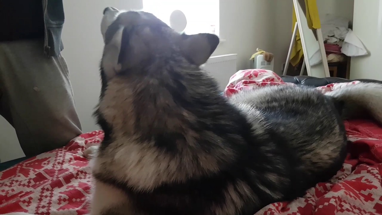 Маламут 8 месяцев против мужа | 8 month old Malamute vs my husband