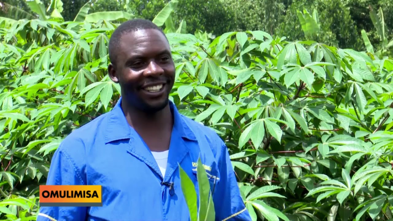 OMULIMISA  By'olina okugoberera ng'otandika okulima muwogo.A