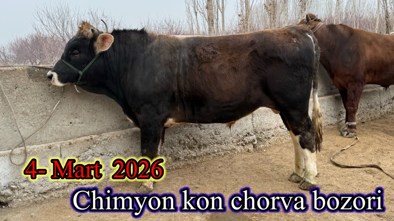 2-QISM   CHIMYON KON CHORVA BOZORI SIGIRLAR VA BUQALAR NARXLARI 04MART 2026