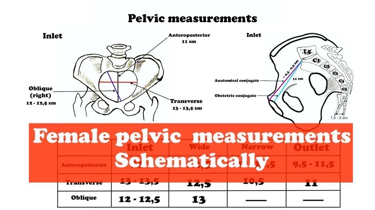The Female Bony Pelvis Measurements