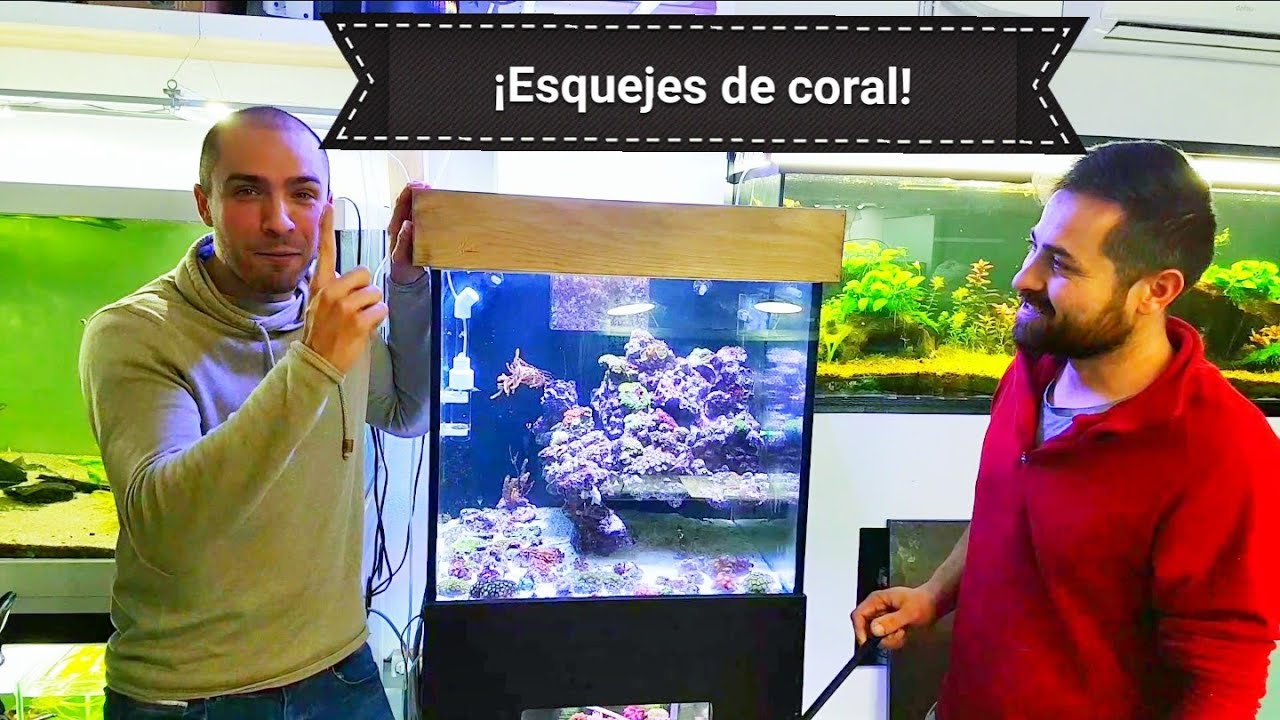 Como esquejar corales blandos / Acuarios 4k