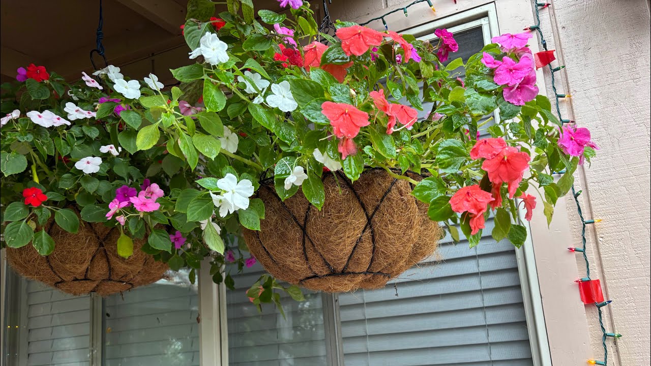 Así guardé mis plantas de la lluvia ☔️🪴🌺 #trending #garden #foryou #fyp #parati #winter 