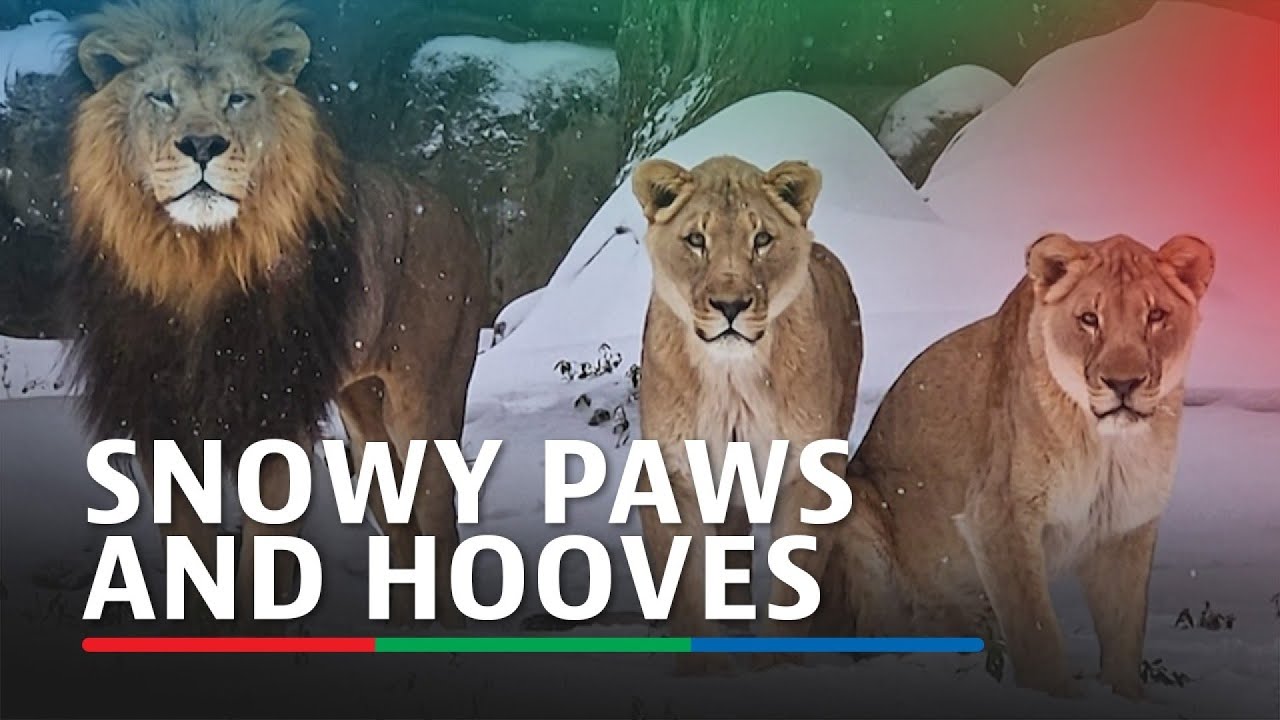 Snowy paws and hooves: Animals at Houston Zoo delight in rare snowfall | ABS-CBN News